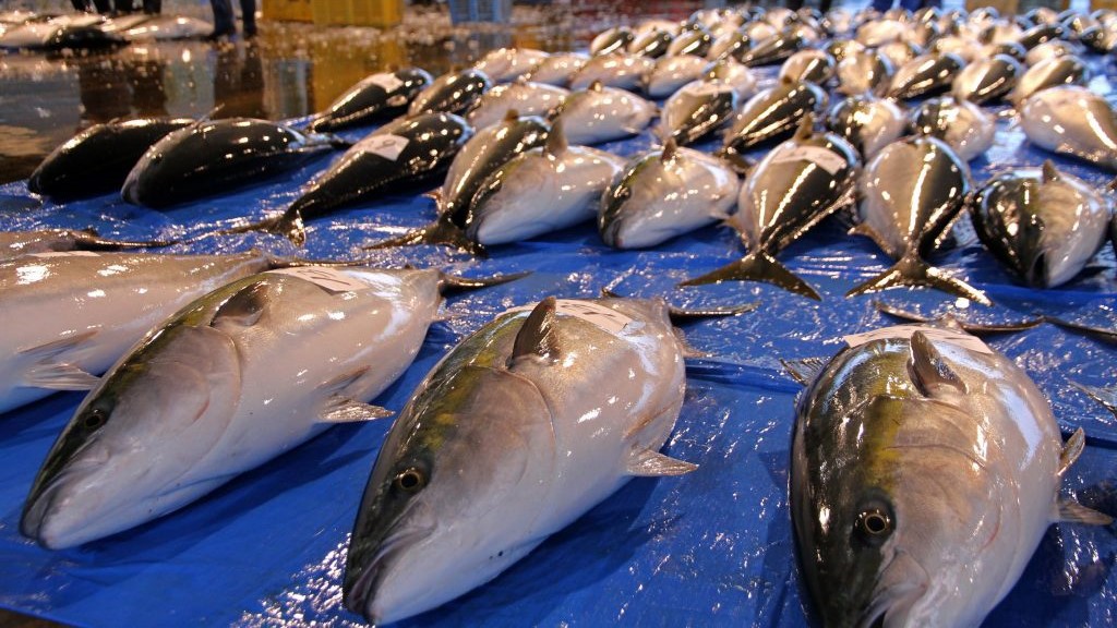 【氷見寒ブリプラン】冬の王者・氷見寒ブリ尽くし◇鰤しゃぶ、ブリにぎり付【鰤上級編〜expert〜】