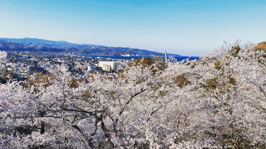 【氷見観光】桜満開朝日山公園