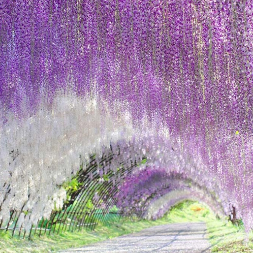 【周辺】アメリカCNN日本の最も美しい場所31選にも選出された「河内藤園」