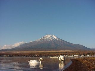 山中湖の白鳥