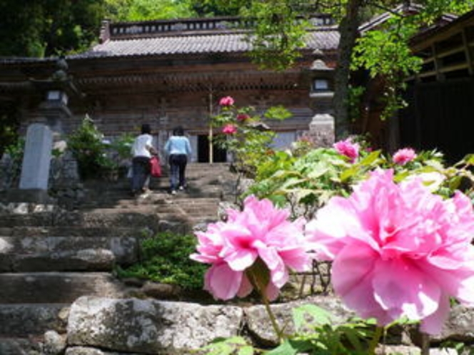 hasedera