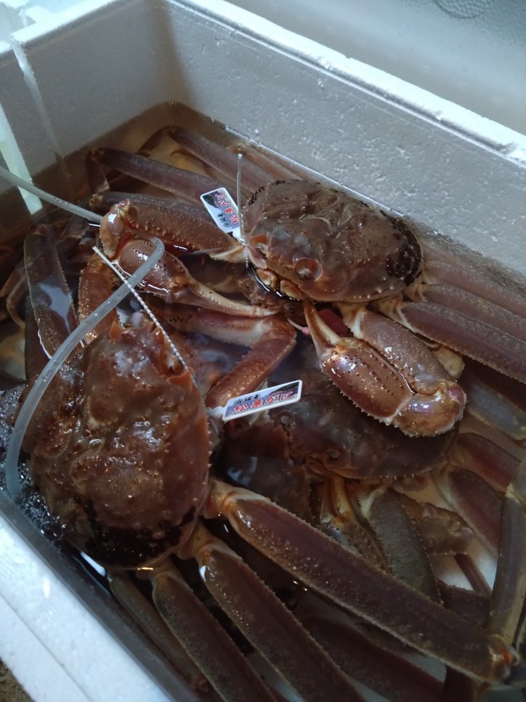 【活カニコースプラン】1日限定2組　ワンフロアと温泉が貸切　120平米　chitose夕朝食付き