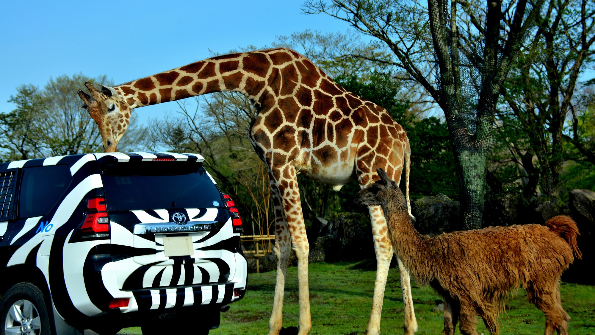 【当館から車で30分】富士山麓の大自然の中で、多くの動物を間近で見学できる「富士サファリパーク」