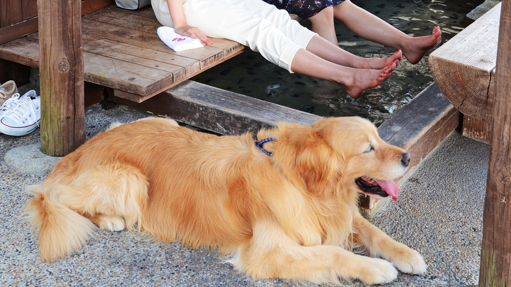 楽天限定【先着３部屋！当館最安値】愛犬と下呂温泉旅行♪１泊素泊まり！ポイント２倍！！