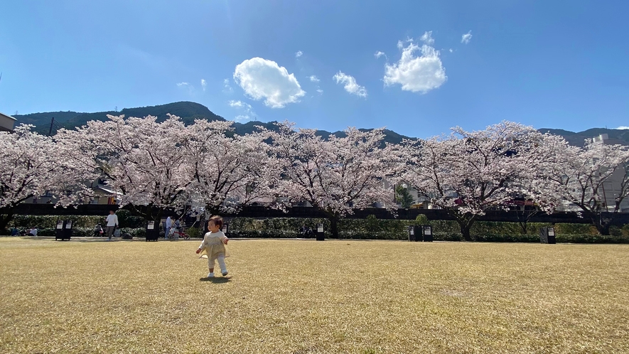 ◆周辺　しらさぎ緑地公園の桜