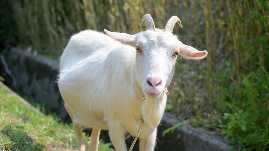 *【当館の看板ヤギ】モカちゃん♪好奇心旺盛で楽しい性格のヤギ。皆様のお越しを楽しみにお待ちしいます。