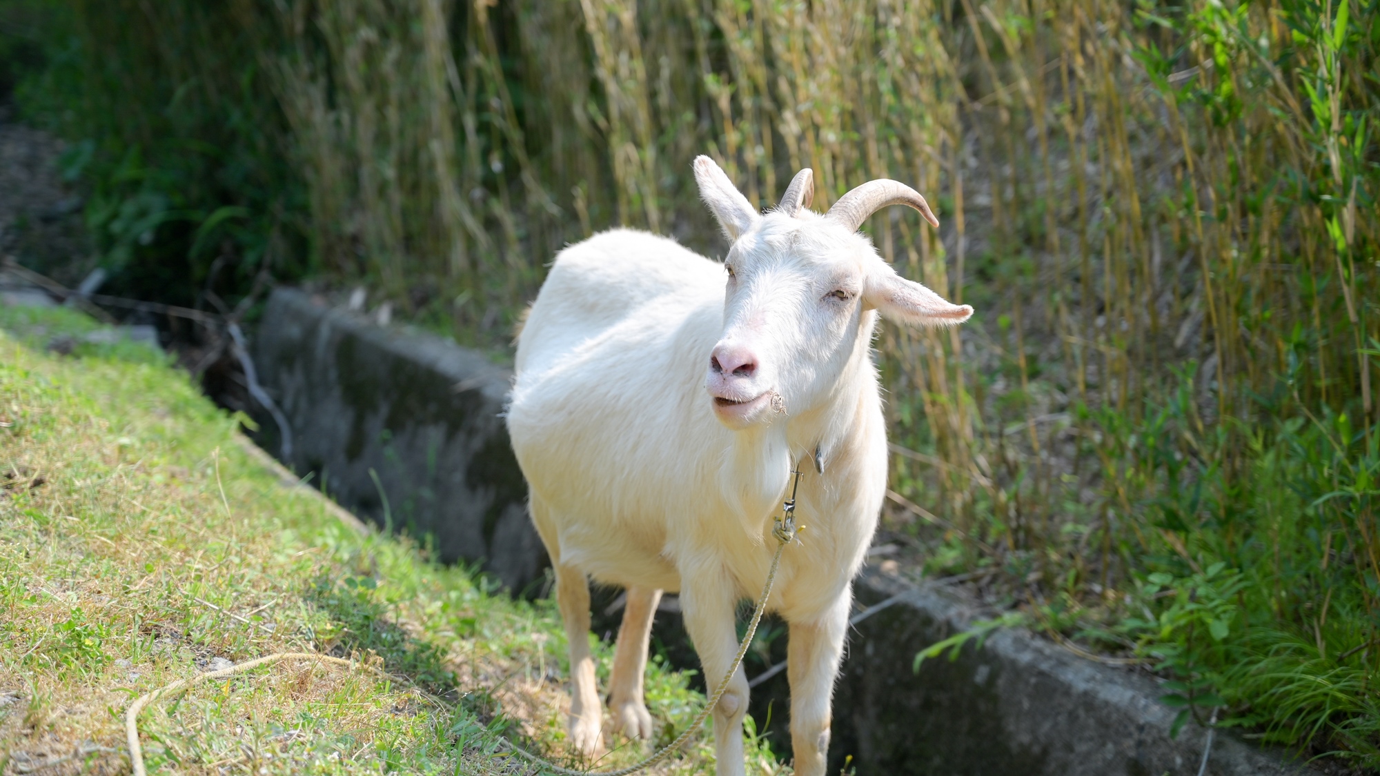 *【当館の看板ヤギ】ヤギは犬のように歩き回って遊んで、幸せな時に尻尾を振って、撫でられるのが大好き！