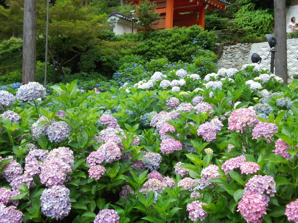 写真1