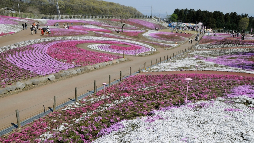 【みさと芝桜公園(高崎市)】