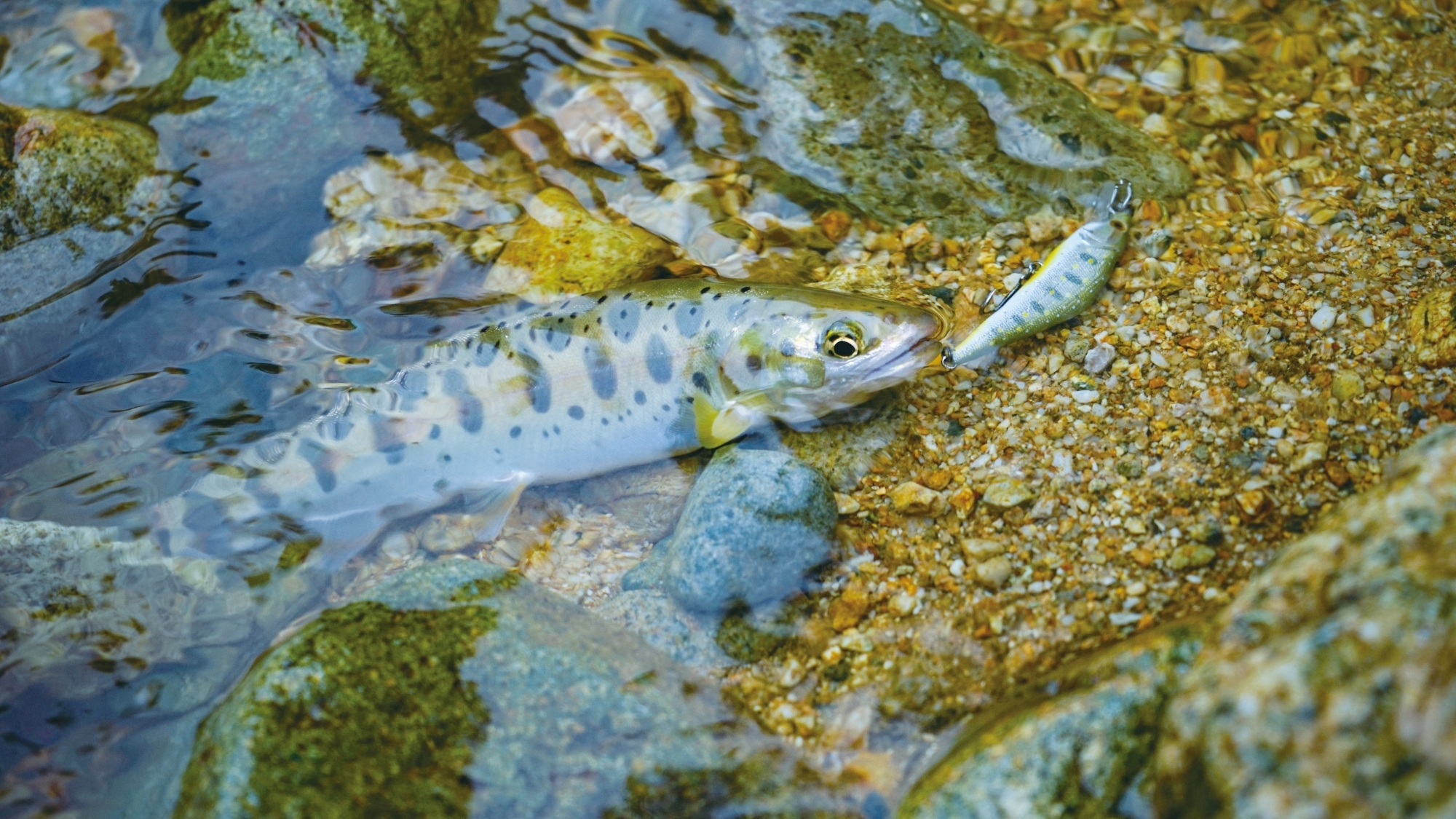 【ヤマメ釣り（利根川）】