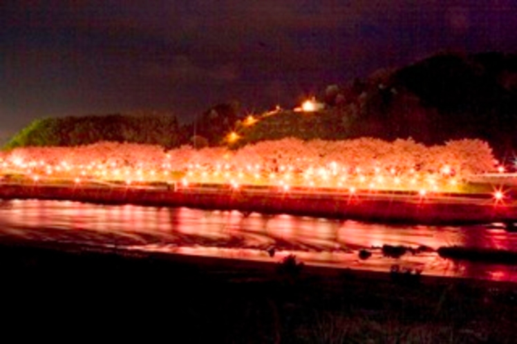 【桜のトンネル（夜桜）】当館の目の前に流れる旭川の対岸で綺麗なライトアップが見られます。