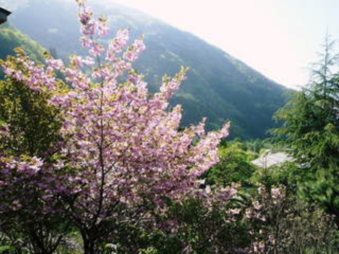 風景　満開の桜