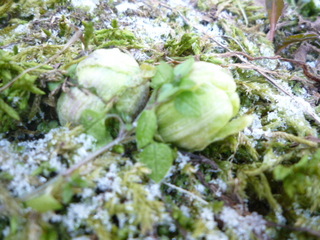 雪解けの隙間からふきのとう