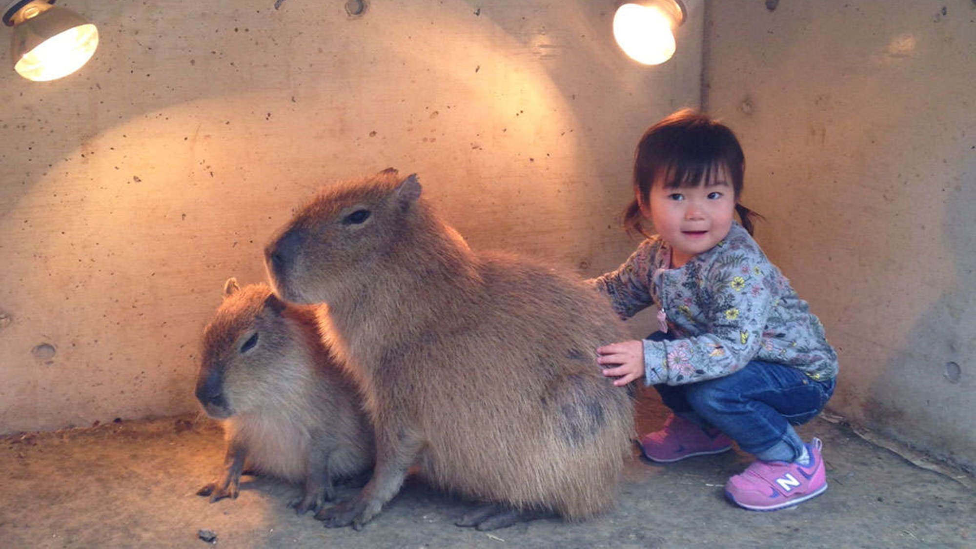 【シャボテン公園】カピバラと触れ合うことができます♪