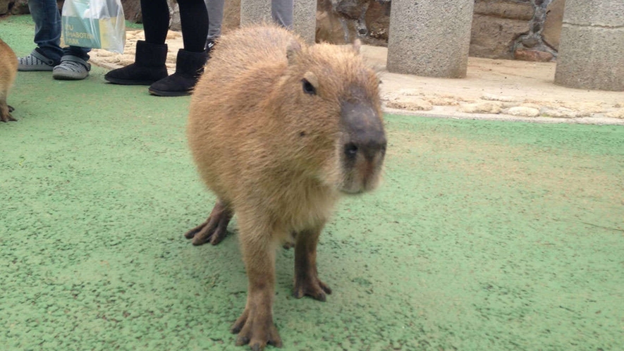 【シャボテン公園】子どもから大人まで大人気のカピバラ♪