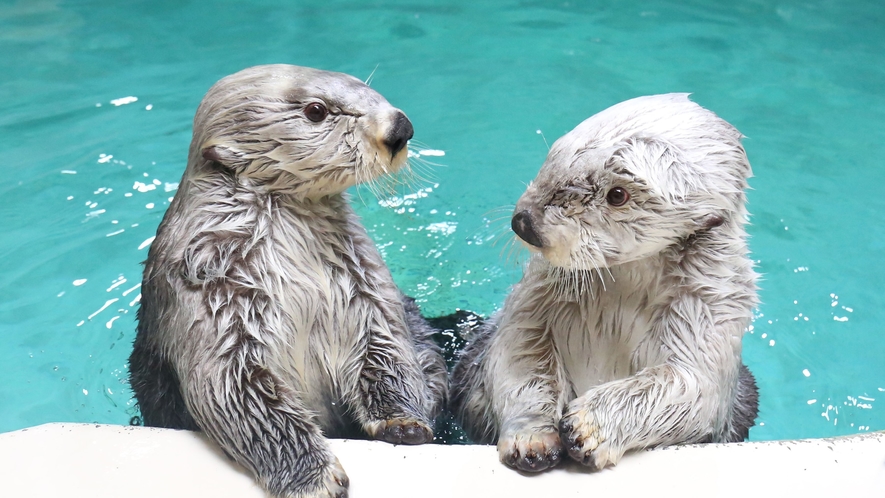 鳥羽水族館