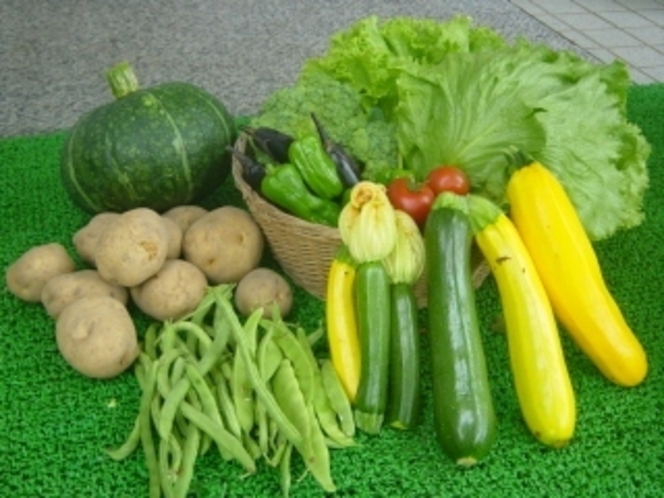 収穫野菜