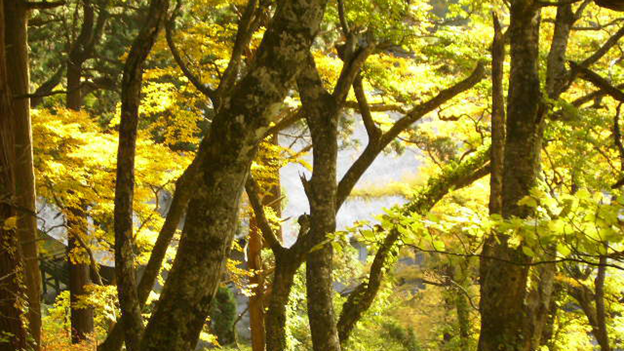 大山の秋