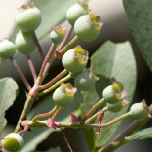 *お庭の様々な植物