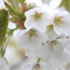 大島桜