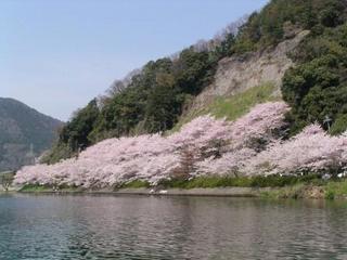 海津大崎の桜