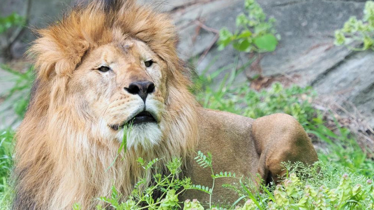 東山動物園チケット付き＆なごやめし朝食付ファミリープラン！レイトチェックアウト 12:00までOK