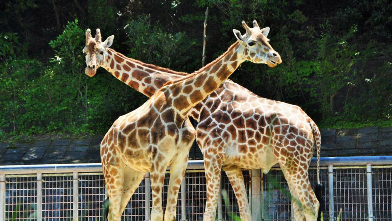 東山動物園チケット付き＆なごやめし朝食付ファミリープラン！レイトチェックアウト 12:00までOK