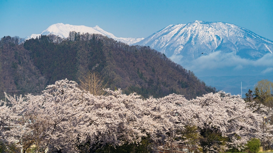 川辺の桜