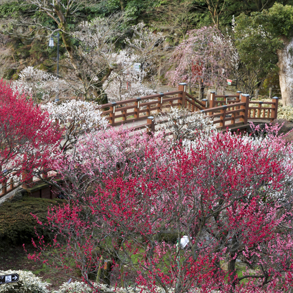 熱海梅園