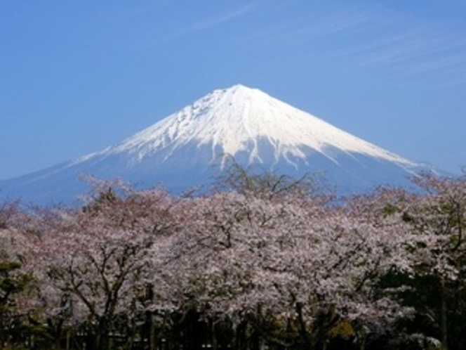 富士山（春）