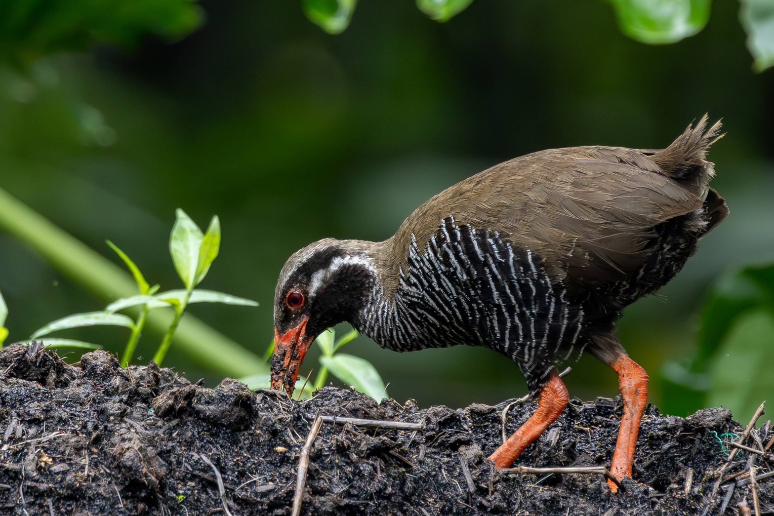 【9〜10月限定】〈秋のやんばる〉で何に出会える？☆やんばるの森で野鳥と生き物を楽しむ旅♪【朝食付】