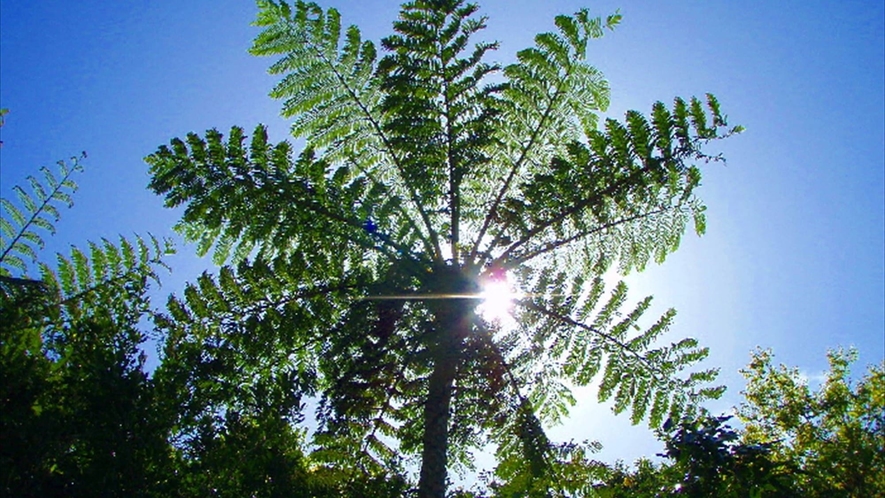  太陽が大好きなシダ植物「ヒカゲヘゴ」