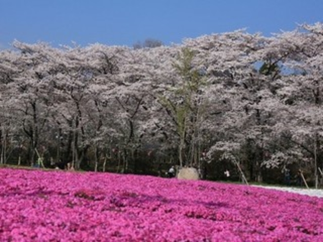 赤城南面千本桜とみやぎ千本桜の森の芝桜