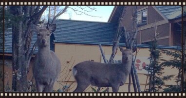 【ケーキ・スパークリング付】特別な記念日を森の旅亭びえいで過ごす☆アニバーサリーコース・本館露付客室