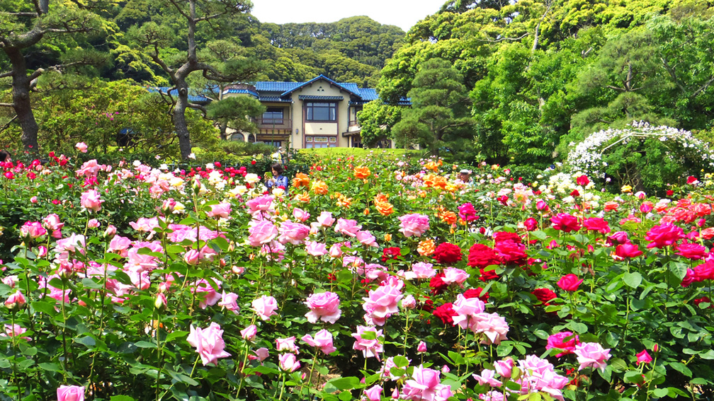 *【鎌倉文学館】初夏／バラ園（車で1分・徒歩7分）