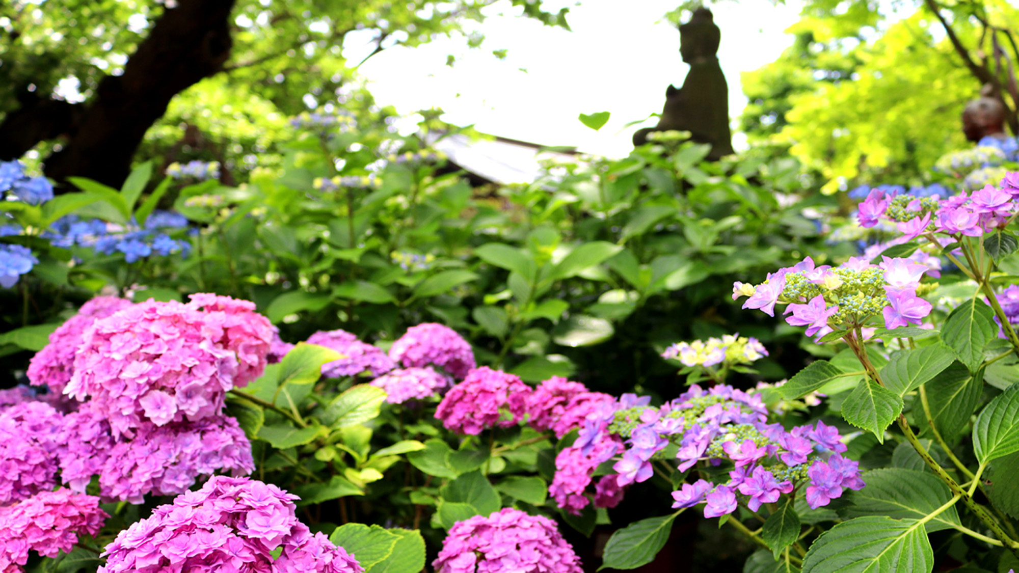 *【長谷寺】初夏／あじさい（車で2分・徒歩10分）※写真提供：長谷寺