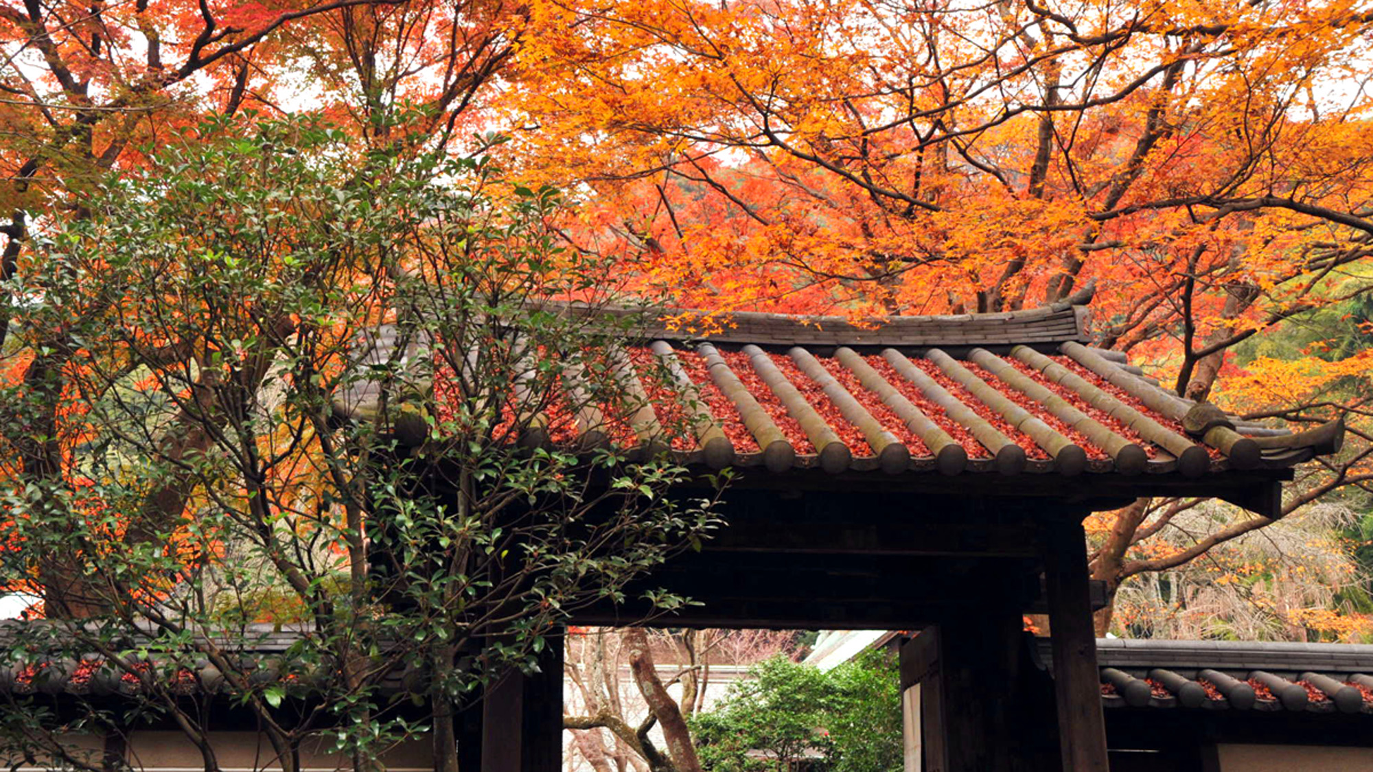 *【瑞泉寺】秋／紅葉の山門（車で15分）※写真提供：鎌倉市観光協会