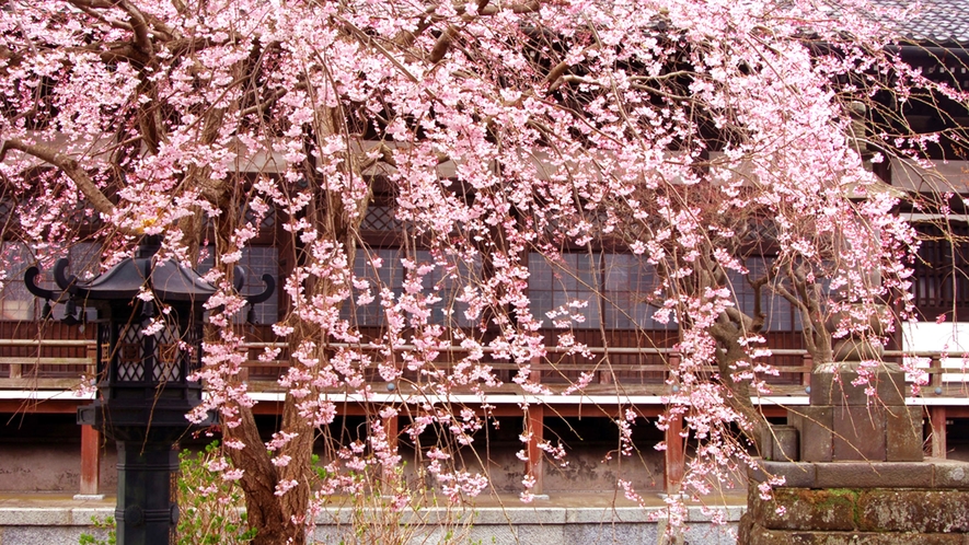 *【本覚寺】春／しだれ桜（車で10分・徒歩30分）※写真提供：鎌倉市観光協会