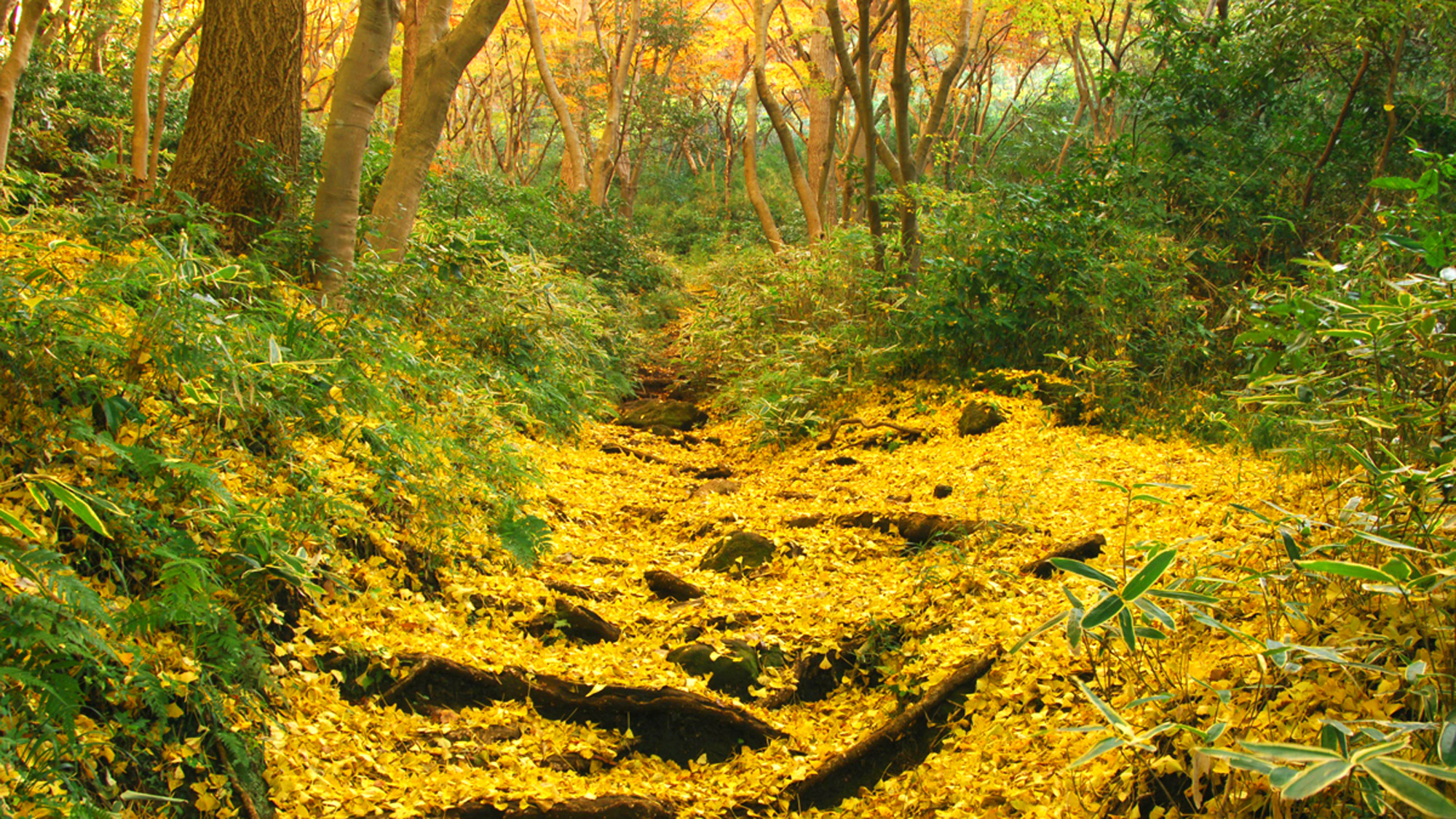 *【獅子舞の谷】秋／紅葉の名所（車で15分）※写真提供：鎌倉市観光協会