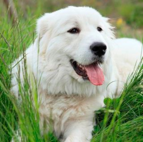 看板犬グレートピレニーズのモコです