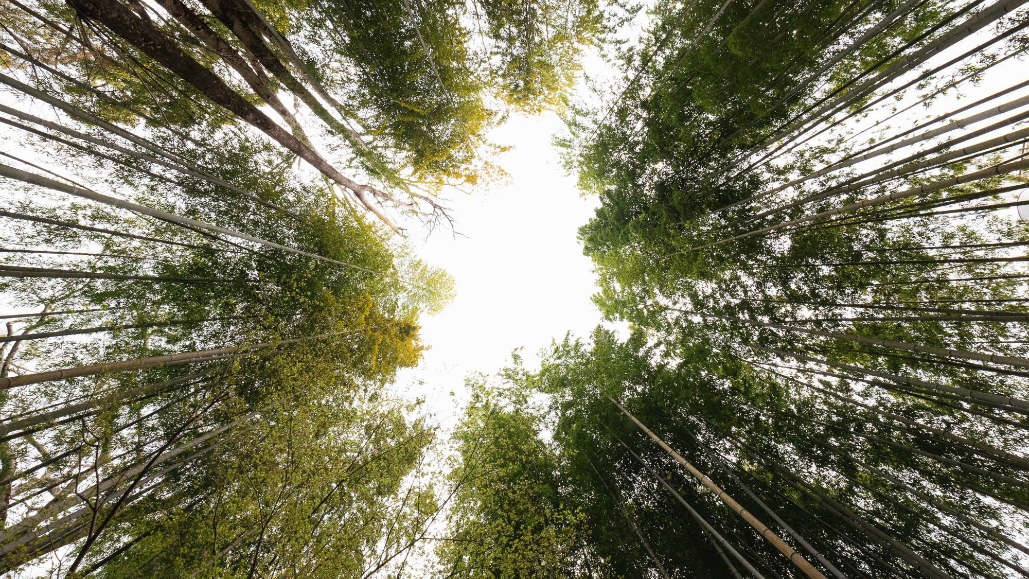 【周辺観光】竹林の小径