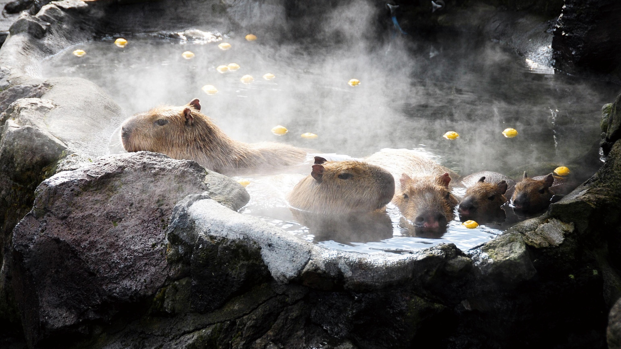 【周辺観光】伊豆シャボテン公園 カピバラの露天風呂