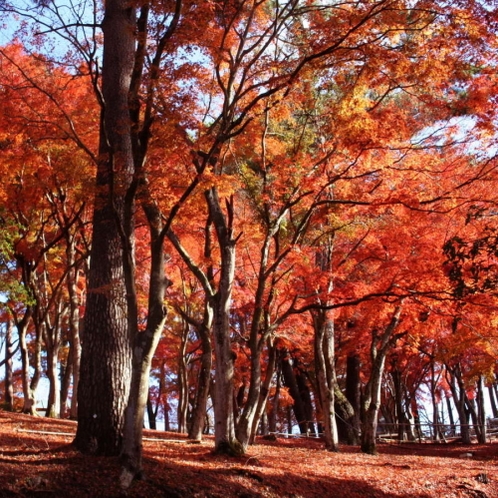 当館から車で５分！虹の郷・もみじ林　【例年のみごろ：１１月中旬～１２月中旬）