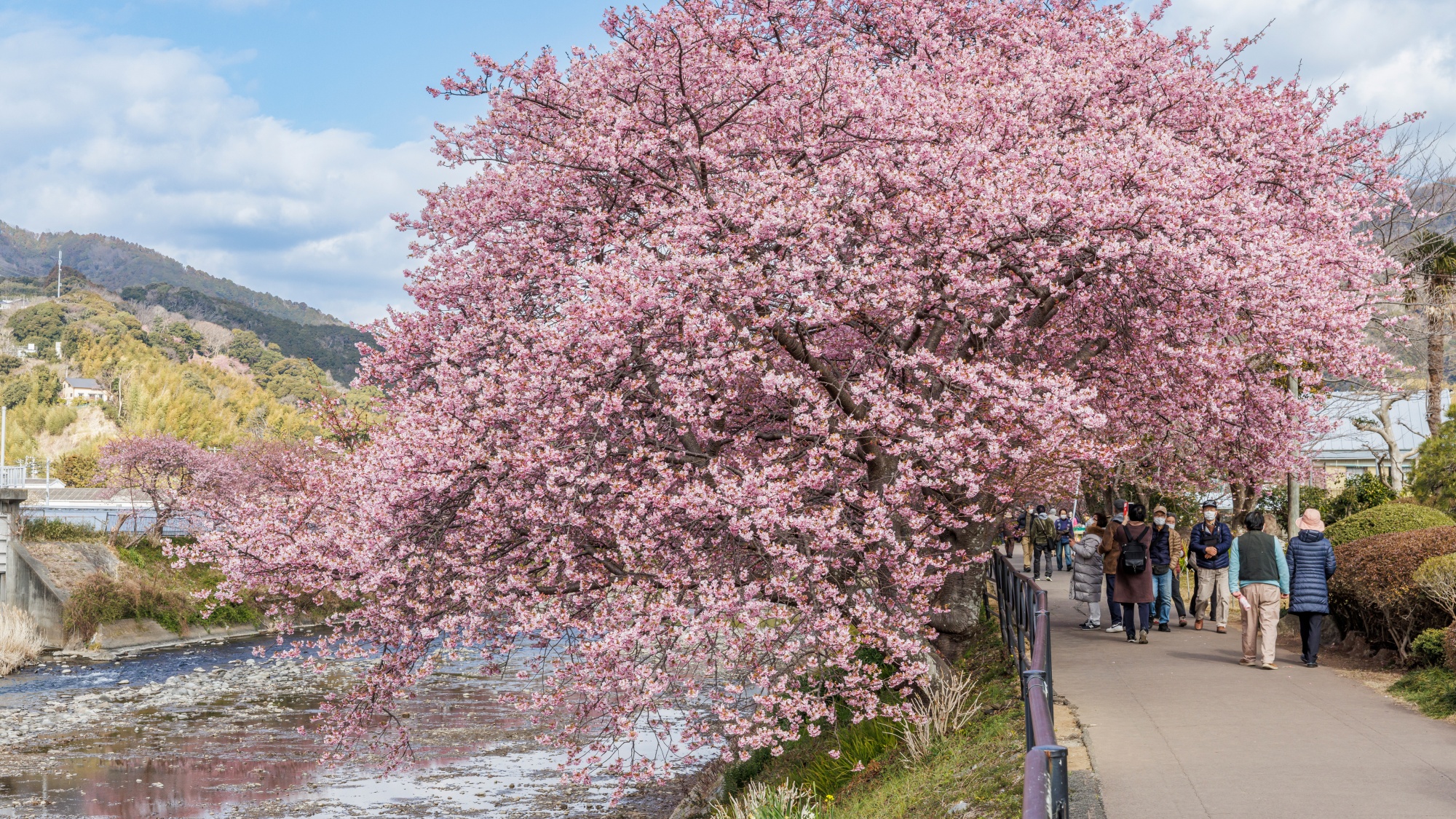 【周辺観光】河津桜