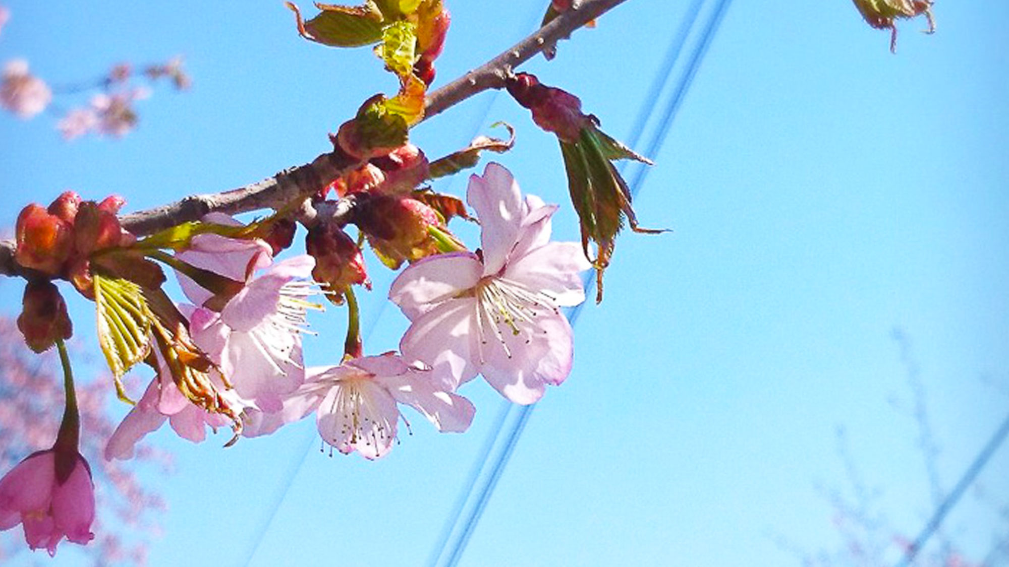 【観光情報／新得山桜】期間限定でライトアップイベントが行われ、幻想的な景色を楽しめます。