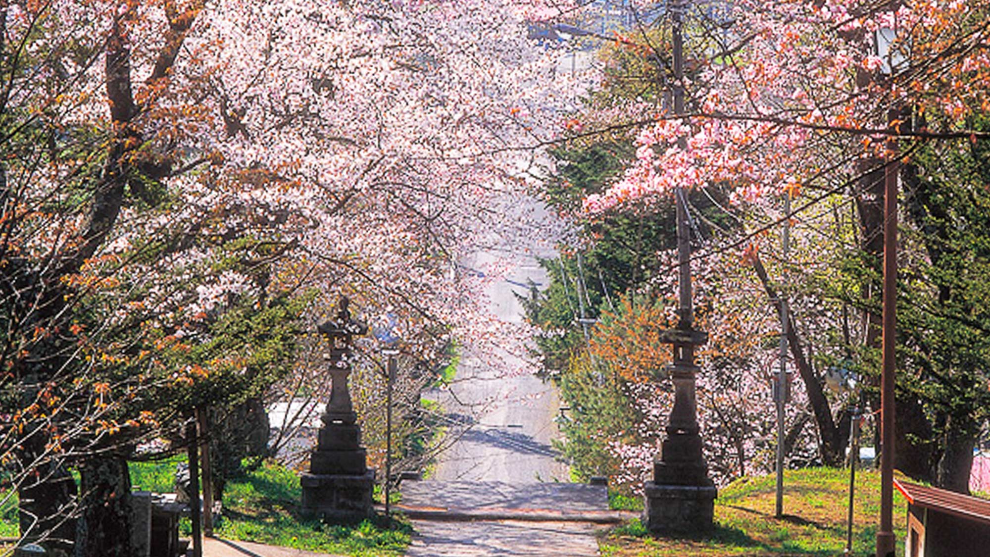 【観光情報／新得山桜】新得山のエゾヤマザクラは古くから道内で桜の名所として有名です。