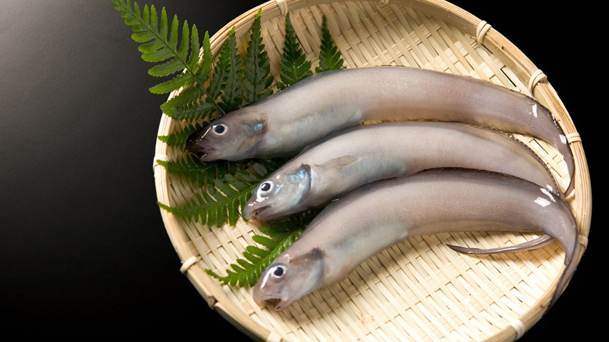 【富山湾の幻魚ゲンゲ】コラーゲンたっぷり！ 幻の深海魚ゲンゲ天ぷら付プラン【個室食】
