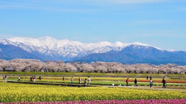 【4/3〜4/15限定●春の四重奏コラボ】ホタルイカ・菜の花・桜エビ・苺…たなかや流「味覚の四重奏」