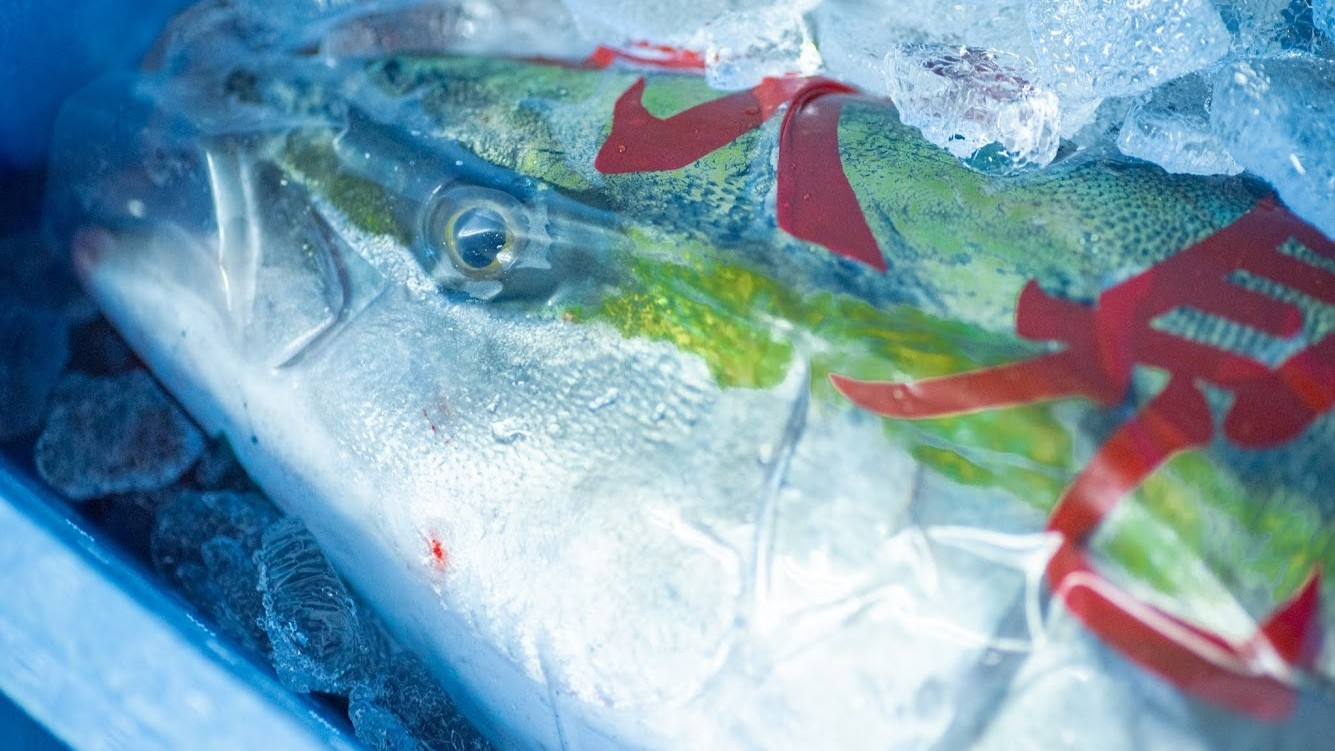 【冬季限定●天然寒ブリお造り付】脂ののった富山県産の寒ブリをお造りで味わう【個室食】