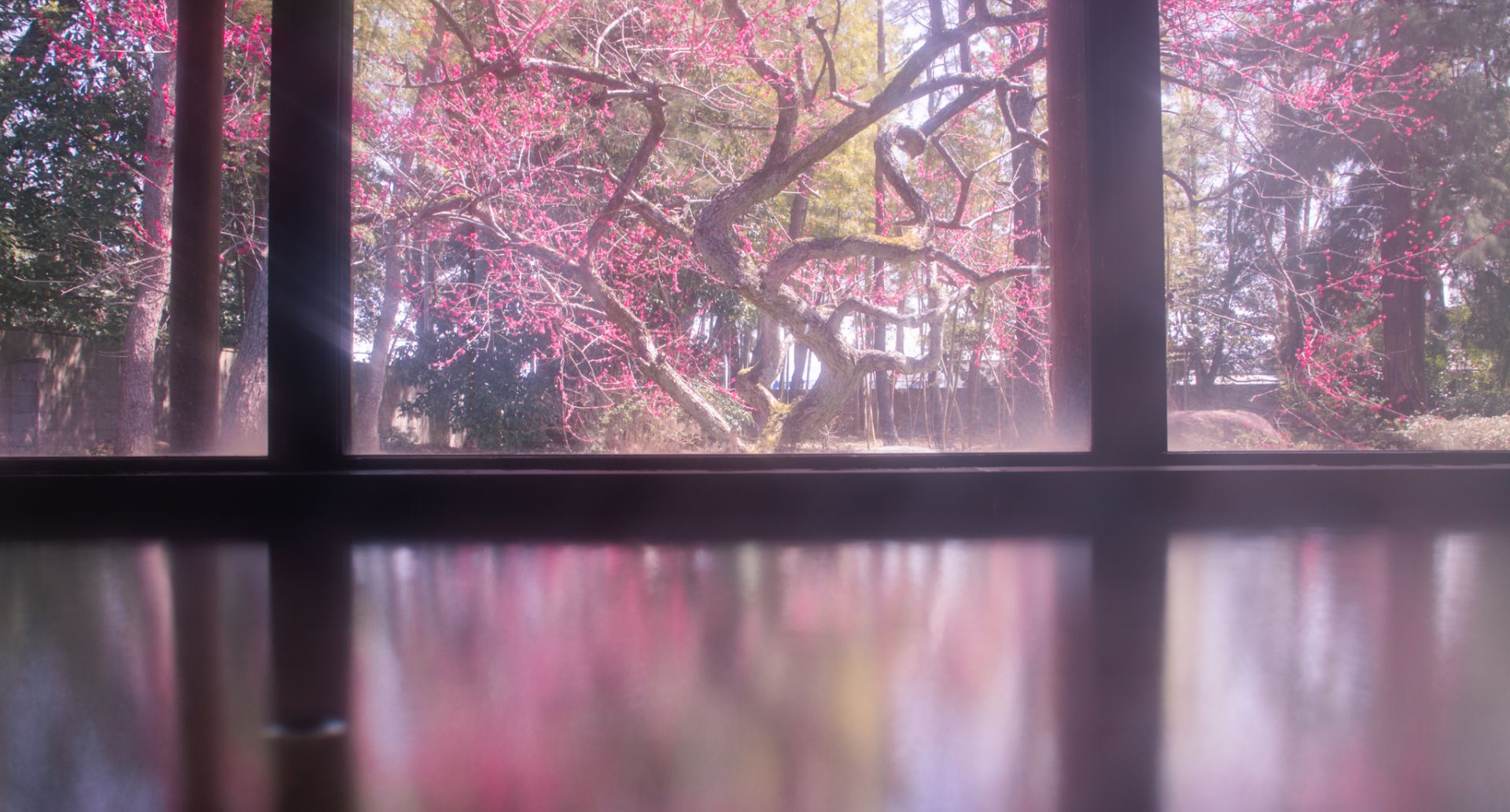 紅梅が美しい春の大浴場